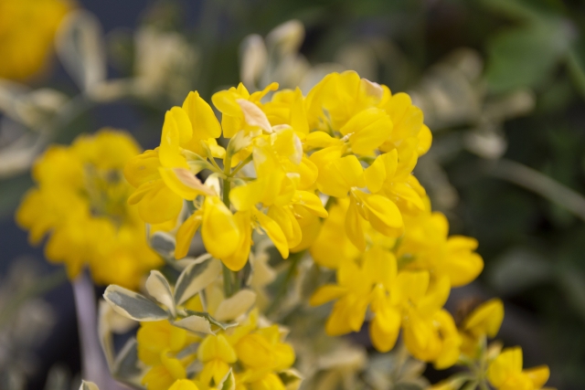 コロニラ:黄色い花を咲かせている画像